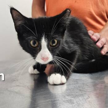Dylan -  Domestic Short Hair Cat for Adoption in Oneonta, New York - Dylan | PetCurious