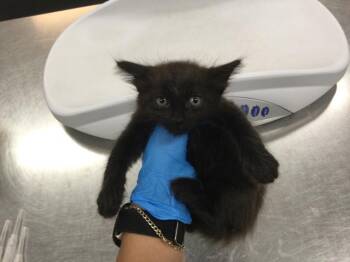 A1933821 -  Domestic Short Hair Cat for Adoption in Thousand Palms, California - A1933821 | PetCurious