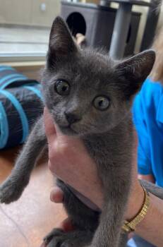 Miley -  Domestic Short Hair Cat for Adoption in Salinas, California - Miley | PetCurious