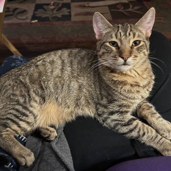 Rescue Domestic Short Hair and Tabby Cats for Adoption in Springfield, Oregon - Nugget | PetCurious
