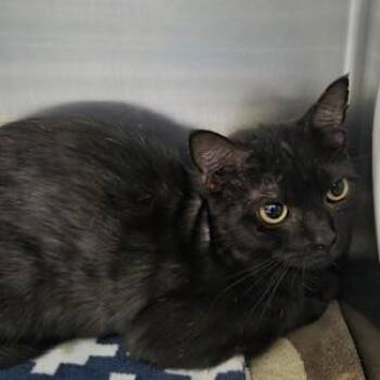 Fruit Loop -  Domestic Short Hair Cat for Adoption in Worcester, Massachusetts - Fruit Loop | PetCurious