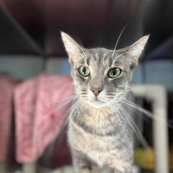 Sammy -  American Shorthair Cat for Adoption in Walker, Michigan - Sammy | PetCurious