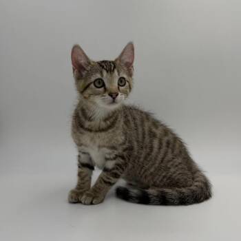 Root Beer Float -  Domestic Short Hair Cat for Adoption in State College, Pennsylvania - Root Beer Float | PetCurious