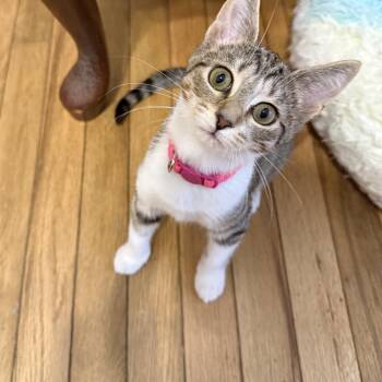 Ladybug (bonded with Cricket) -  Domestic Short Hair Cat for Adoption in Rossville, Georgia - Ladybug (bonded With Cricket) | PetCurious