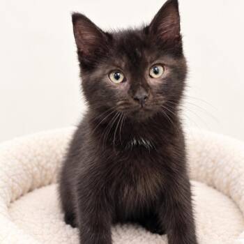 Missy -  Domestic Long Hair Cat for Adoption in Redwood Falls, Minnesota - Missy | PetCurious