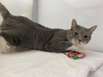 Phantom -  Domestic Short Hair Cat for Adoption in Raleigh, North Carolina - Phantom | PetCurious