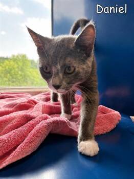 DANIEL -  Domestic Short Hair Cat for Adoption in Westminster, Maryland - DANIEL | PetCurious
