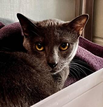 Zayn -  Domestic Short Hair Cat Available for Adoption in Stratham, New Hampshire - Zayn | PetCurious