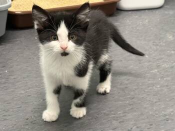 Rescue Domestic Short Hair Cats for Adoption in Minneapolis, Minnesota - Stevie | PetCurious