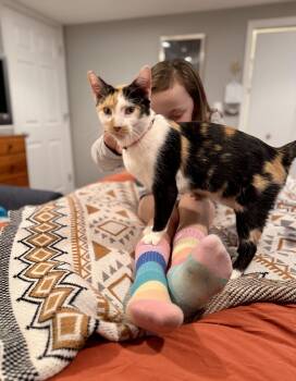 Rescue Calico Cats for Adoption in Mineral Point, Wisconsin - Meredith | PetCurious