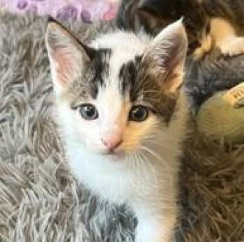 Turkish Van Cats Available for Adoption in Liverpool, Texas - Simon | PetCurious