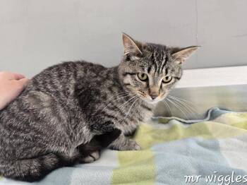 Domestic Short Hair Cats Available for Adoption in Dickson, Tennessee - Mr Wiggles | PetCurious