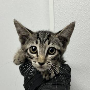 Shopping Spree -  Domestic Short Hair Cat for Adoption in Abilene, Texas - Shopping Spree | PetCurious