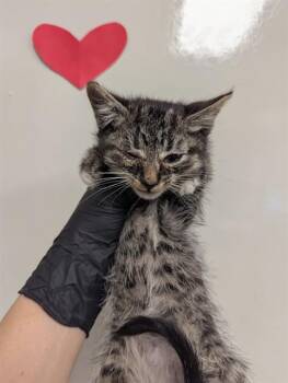 Domestic Short Hair Cats Available for Adoption in Ontario, California - BONGO | PetCurious