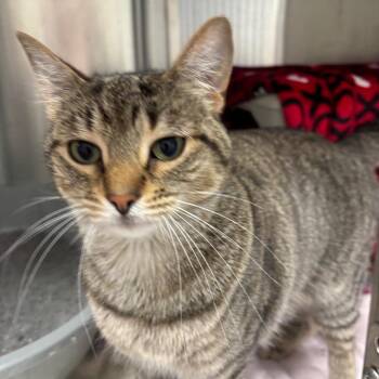 Sally -  Domestic Short Hair Cat for Adoption in Walker, Michigan - Sally | PetCurious
