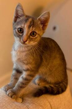 Maja -  Domestic Short Hair Cat for Adoption in Augusta, Georgia - Maja | PetCurious