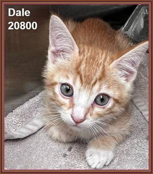 DALE (see also CHIP) -  Domestic Short Hair and Tabby Cat for Adoption in Marietta, Georgia - DALE (see Also CHIP) | PetCurious