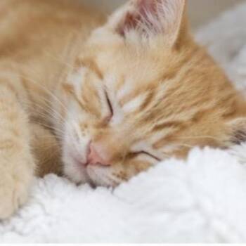 Maple -  Domestic Short Hair Cat for Adoption in Denver, Colorado - Maple | PetCurious