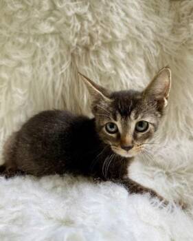 Dune -  Domestic Short Hair Cat for Adoption in Picayune, Mississippi - Dune | PetCurious