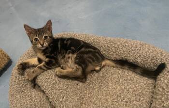 Durango 2 -  Domestic Short Hair Cat for Adoption in Tucson, Arizona - Durango 2 | PetCurious