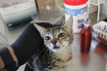 Rescue Domestic Short Hair Cats for Adoption in Weatherford, Texas - Samantha | PetCurious