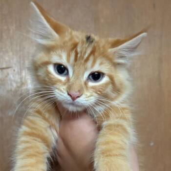 Smudge -  Domestic Long Hair Cat for Adoption - Smudge | PetCurious