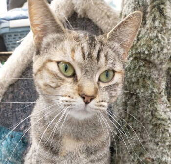 Rescue Domestic Short Hair Cats for Adoption in Richmond Hill, Ontario - Tilly | PetCurious