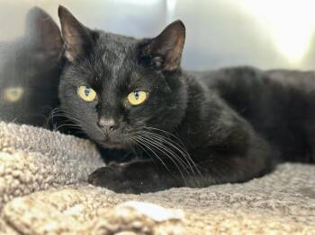 Domestic Short Hair Cats Available for Adoption - Dominic | PetCurious