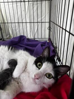 Muffy -  Turkish Van and Domestic Short Hair Cat for Adoption in San Antonio, Texas - Muffy | PetCurious