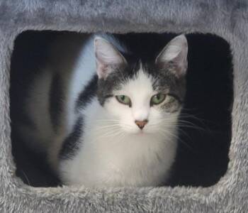 Aria -  Domestic Short Hair Cat for Adoption in Columbia, Illinois - Aria | PetCurious