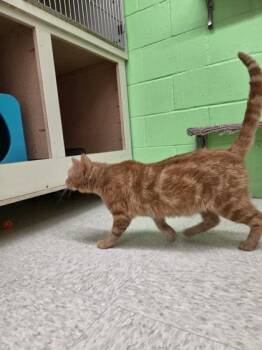 Chester -  Domestic Short Hair Cat for Adoption in Scottsbluff, Nebraska - Chester | PetCurious
