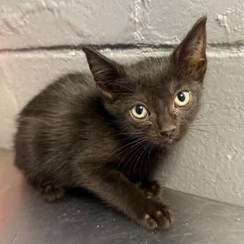 TUSC-Stray-85398_2_3_4 -  Domestic Short Hair Cat for Adoption in Tuscaloosa, Alabama - TUSC-Stray-85398_2_3_4 | PetCurious