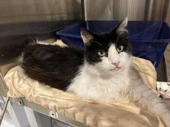Domestic Medium Hair Cats Available for Adoption in Bolton, Connecticut - Elvis | PetCurious