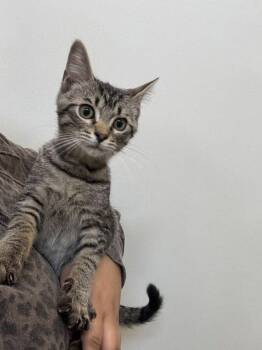 Truman -  Domestic Short Hair Cat for Adoption in Hilton Head Island, South Carolina - Truman | PetCurious