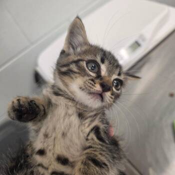 Jimmy -  Domestic Short Hair Cat for Adoption in Chattanooga, Tennessee - Jimmy | PetCurious