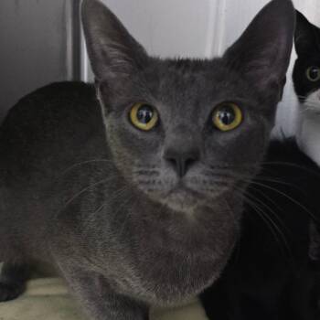 Lady Bug -  Domestic Short Hair Cat for Adoption in Grand Rapids, Michigan - Lady Bug | PetCurious