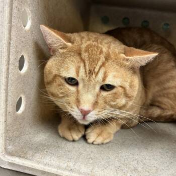Dumpling -  Domestic Short Hair Cat for Adoption in Reno, Nevada - Dumpling | PetCurious