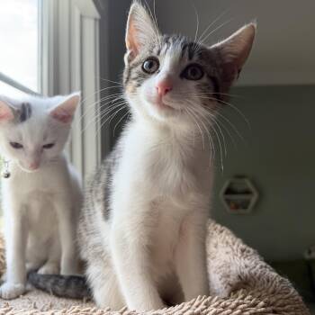 Domestic Short Hair Cats Available for Adoption in Columbia, Maryland - Volt And Amp - Bonded | PetCurious