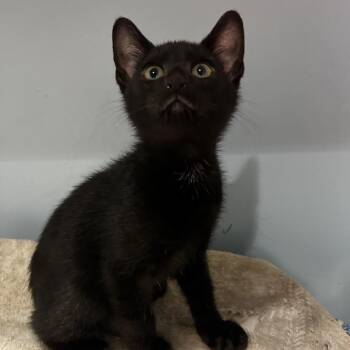 Hocus -  Domestic Short Hair Cat for Adoption in Chattanooga, Tennessee - Hocus | PetCurious