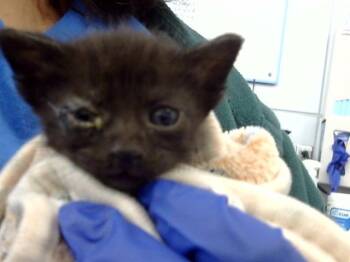 Rescue Domestic Short Hair Cats for Adoption in Dallas, Texas - SUKI | PetCurious