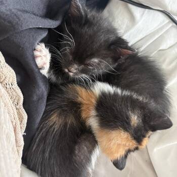 Domestic Short Hair Cats Available for Adoption - Marnyboo | PetCurious