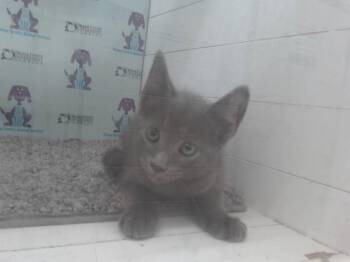 SAMUEL -  Domestic Short Hair Cat for Adoption in Orlando, Florida - SAMUEL | PetCurious
