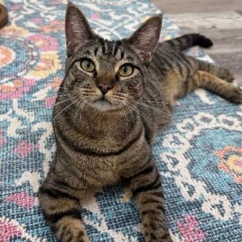 Orion Constellation -  Tabby and Domestic Short Hair Cat for Adoption in Friendswood, Texas - Orion Constellation | PetCurious