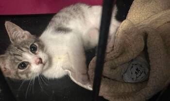 Petunia -  Domestic Short Hair Cat for Adoption in Virginia Beach, Virginia - Petunia | PetCurious