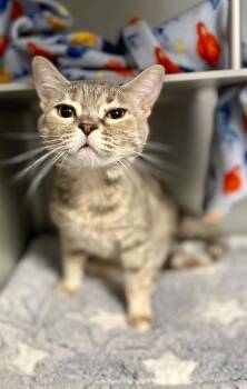 MCcallister -  Domestic Short Hair Cat for Adoption in Moundsville, West Virginia - MCcallister | PetCurious