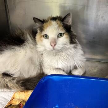 Queen B -  Domestic Medium Hair Cat for Adoption in Durango, Colorado - Queen B | PetCurious