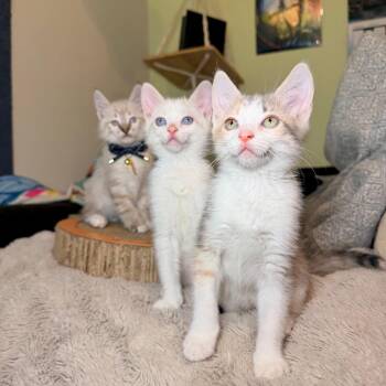 Siamese and Domestic Short Hair Cats Available for Adoption in Austin, Texas - Dipsy | PetCurious
