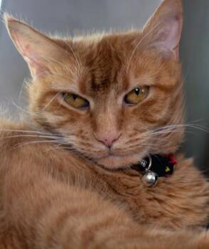 BAILEY GIRL -  Domestic Short Hair Cat for Adoption in Boston, Massachusetts - BAILEY GIRL | PetCurious