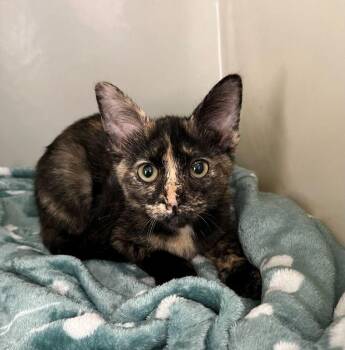 Dilly -  Domestic Short Hair Cat for Adoption in Genoa, Illinois - Dilly | PetCurious
