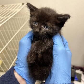 71705 -  Domestic Short Hair Cat for Adoption in Harrisonburg, Virginia - 71705 | PetCurious